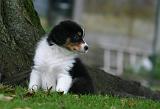 BERGER AUSTRALIEN PUPPIES 876